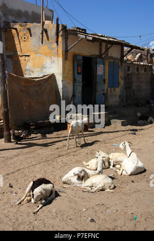 Ziegen vor einer Familie zu Hause in Saint-Louis-du-Senegal's Fisherman's Wharf ruhen Stockfoto