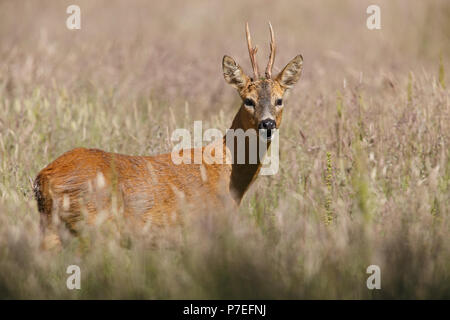 Roebuck in der langen Sommer Gras Stockfoto