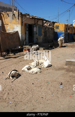 Ziegen und eine weisse Kuh vor einer Familie zu Hause in Saint-Louis-du-Senegal's Fisherman's Wharf ruhen Stockfoto