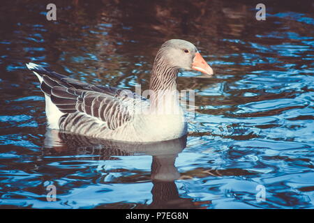 Die Graugans ist eine Pflanzenart aus der Gattung der großen Gans in der wasservögel Familie Entenvögel und die einzige Art der Gattung Anser. Stockfoto