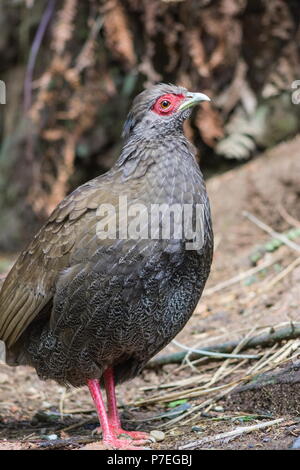 Close up portrait Bild von einem erwachsenen weiblichen Silber Fasan (Lophura nycthemera) Stockfoto