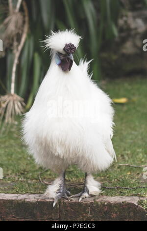 Schließen Sie herauf Bild eines Silkie Huhn Stockfoto