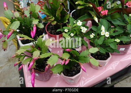 Herbst Kaktus oder auch als Zygocactus Schlumbergera truncata bekannt Stockfoto