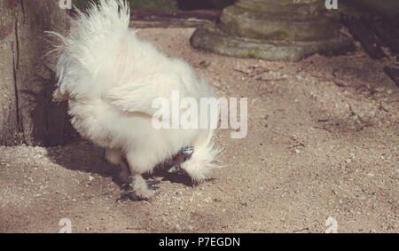 Schließen Sie herauf Bild eines Silkie Huhn Stockfoto