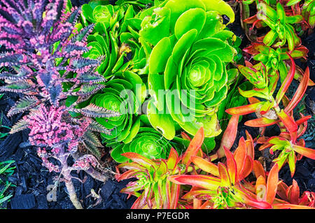 Eine Vielzahl von sukkulenten Pflanzen in einem Garten an der Hollywood Forever Cemetery in Los Angeles, Kalifornien. Stockfoto