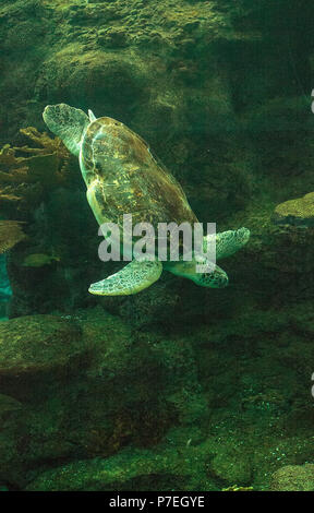 Grüne Meeresschildkröte Chelonia mydas schwimmt entlang einem Korallenriff. Stockfoto