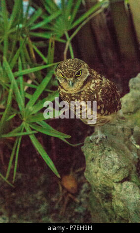 Kleine graben owl Athene cunicularia Sitzstangen über dem Graben in Florida Stockfoto