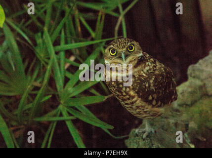 Kleine graben owl Athene cunicularia Sitzstangen über dem Graben in Florida Stockfoto