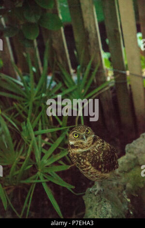 Kleine graben owl Athene cunicularia Sitzstangen über dem Graben in Florida Stockfoto