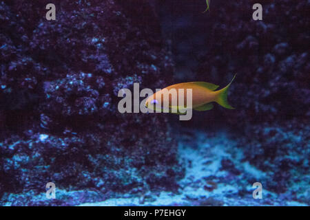 Orange Fee basslet genannt auch Sea goldie Pseudanthias squamipinnis schwimmt in einem Korallenriff. Stockfoto