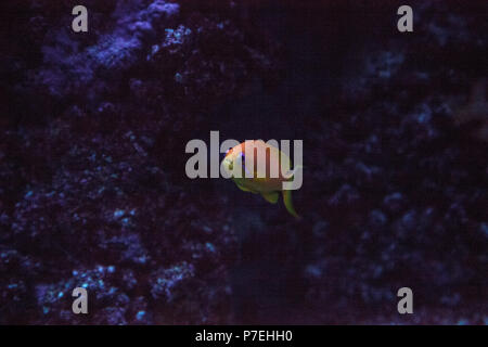 Orange Fee basslet genannt auch Sea goldie Pseudanthias squamipinnis schwimmt in einem Korallenriff. Stockfoto