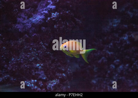 Orange Fee basslet genannt auch Sea goldie Pseudanthias squamipinnis schwimmt in einem Korallenriff. Stockfoto