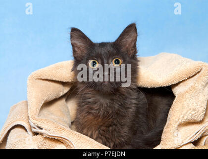 Kleine flauschige Kleine schwarze Katze mit goldgelben Augen peaking Aus einer Decke, blauen Hintergrund. Eyes Wide Open direkt auf Viewer. Stockfoto