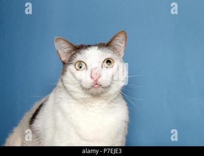 Portrait von eine weiße Katze mit schwarzen Flecken direkt auf Viewer. Einzigartig geformtes Gesicht. Stockfoto