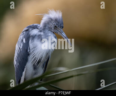 Little Blue Heron Stockfoto