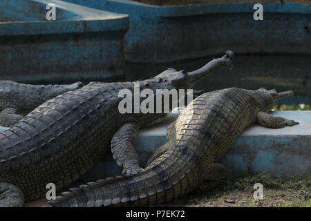 Krokodile in Jaipur Zoo Stockfoto