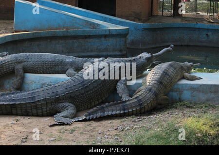 Krokodile in Jaipur Zoo Stockfoto