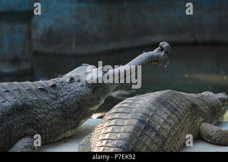 Krokodile in Jaipur Zoo Stockfoto