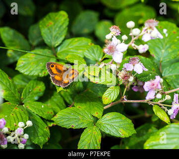 Gatekeeper Schmetterling (pyronia Tithonus) auf Rosa black Büsche im Combe Valley, East Sussex, England Stockfoto