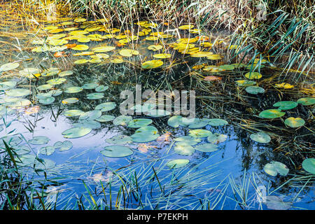 Schönen Fluss Szene mit Schilf und Seerosen auf der Combe Haven Fluss in East Sussex, England Stockfoto