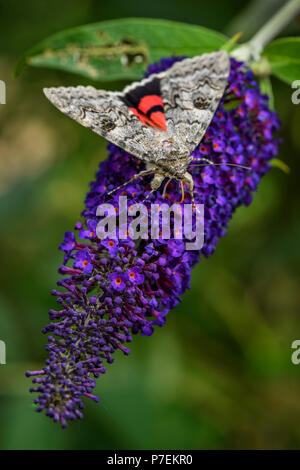 Die französische Red underwing Motten Catocala elocata, schöne große Motte aus europäischen Wäldern. Stockfoto