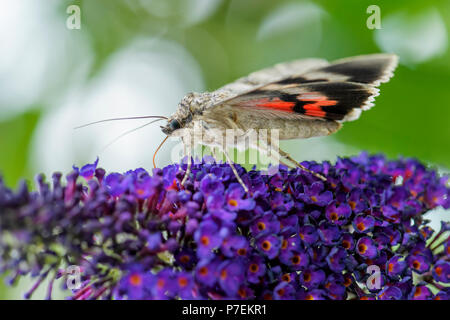 Die französische Red underwing Motten Catocala elocata, schöne große Motte aus europäischen Wäldern. Stockfoto