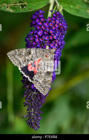 Die französische Red underwing Motten Catocala elocata, schöne große Motte aus europäischen Wäldern. Stockfoto