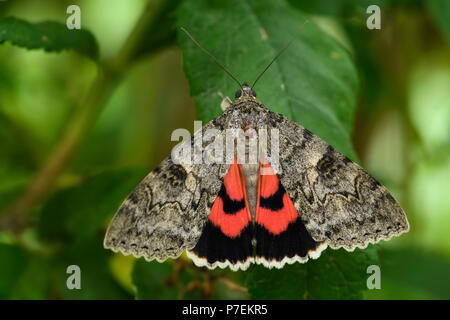 Die französische Red underwing Motten Catocala elocata, schöne große Motte aus europäischen Wäldern. Stockfoto