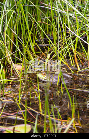 Frosch auf ein Seerosenblatt Stockfoto