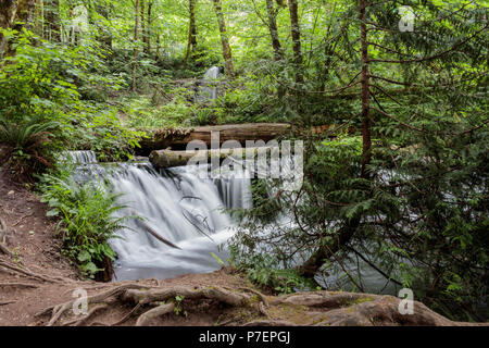 Kleiner Wasserfall in Pools in den Wald Stockfoto