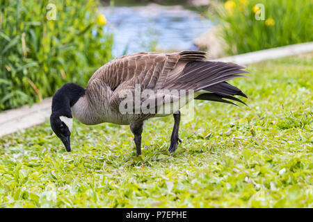 Gans munching Wasser weed Stockfoto