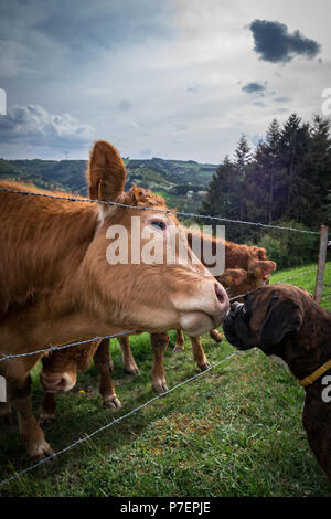 Stiere am Hügel in Deutschland Stockfoto