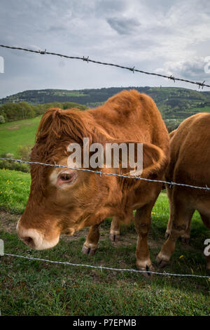 Stiere am Hügel in Deutschland Stockfoto