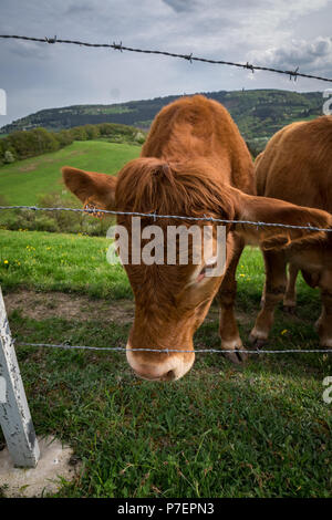 Stiere am Hügel in Deutschland Stockfoto