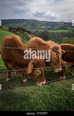 Stiere am Hügel in Deutschland Stockfoto