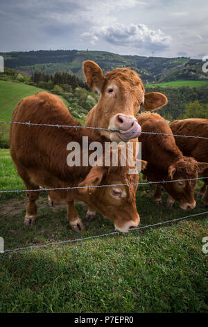 Stiere am Hügel in Deutschland Stockfoto