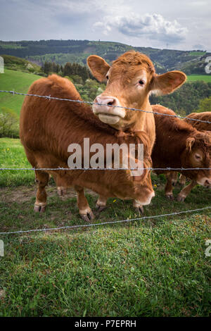 Stiere am Hügel in Deutschland Stockfoto