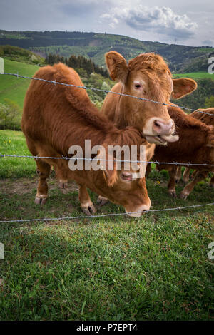 Stiere am Hügel in Deutschland Stockfoto