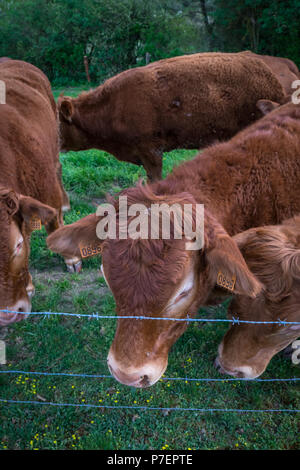 Stiere am Hügel in Deutschland Stockfoto