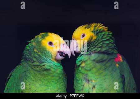 Zwei bunte Papageien in freundlich reden, Amazona ochrocephala oratrix, Portrait. Stockfoto