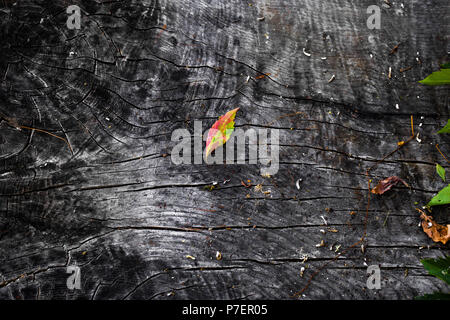 Dunkel und verbrannte trunk Textur mit Blättern und trockenen Zweigen. Alter und rustikalem Holz Textur. Stockfoto