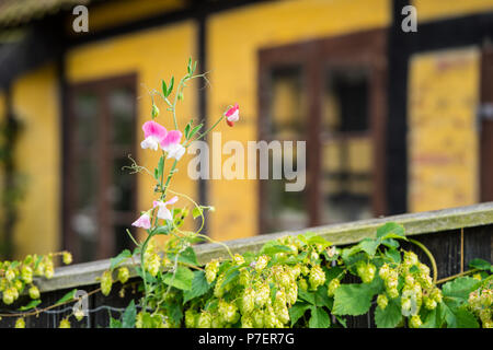 Pea Blumen in voller rosa und weißen Flora gegen eine verschwommene altes Haus Stockfoto