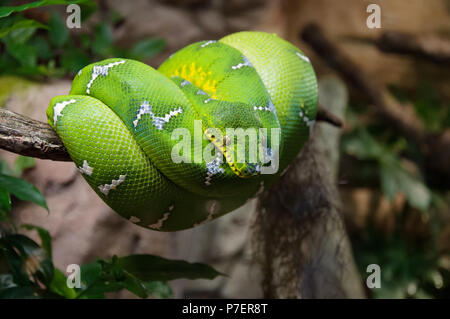 Green Tree python Morelia viridis wrappedaround ein Zweig Makro Stockfoto