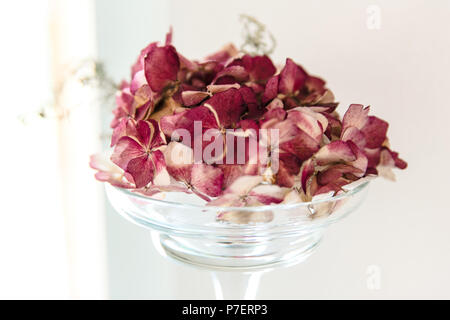 Getrocknete Burgund Hortensienblüten in Glasvase Inneneinrichtung Stockfoto
