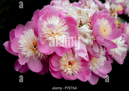 Schöne Anzeige der rosa- und cremefarbenen Blüten Pfingstrose Stockfoto