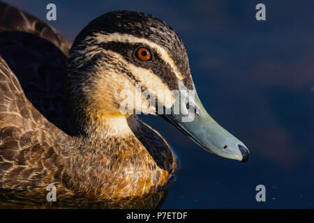 Holz Ente Stockfoto