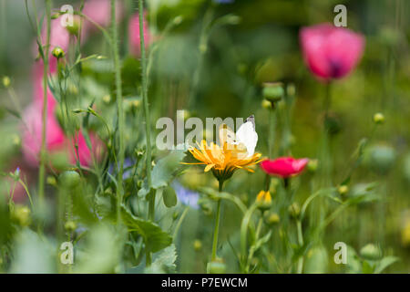 Wildflower Garten mit kleinen weißen Schmetterling Fütterung auf Ringelblume Blume Nahaufnahme Stockfoto