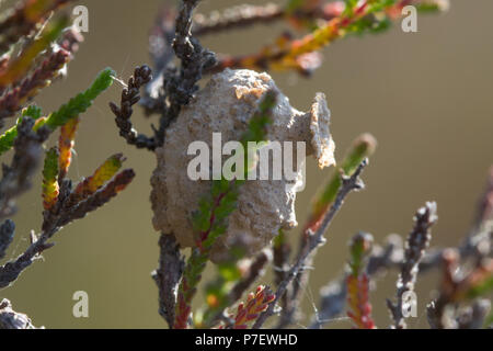 Nest oder Topf der seltenen einsame Heide potter Wasp (Eumenes coarctatus) in Heide auf der Heide in Surrey, Großbritannien Stockfoto
