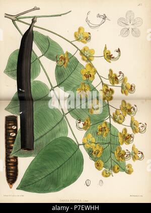 Bereinigen Kassie oder Golden Tree Dusche, Cassia Fistel. Papierkörbe Lithographie von Hanhart nach einem botanischen Abbildung von David Blair von Robert Bentley und Henry Trimen von Heilpflanzen, London, 1880. Stockfoto