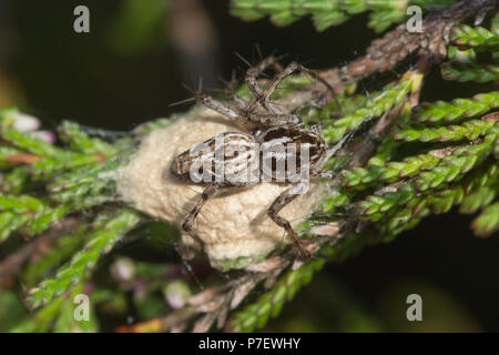 Eine seltene lynx Spider (Oxyopes heterophthalmus), weibliche Spinne bewachen ihr Ei sac auf Heather im Gemeinsamen Hankley, Surrey, Großbritannien Stockfoto